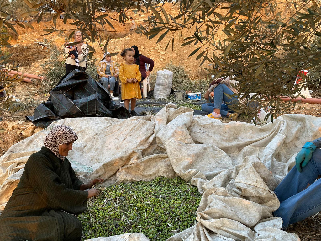 Olives: A Fundamental Component of Palestinian Cultural Identity