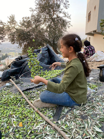 The Significance of Olive Season for Palestinians