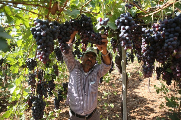 Palestinian Tatreez Grapes: The Story Behind the Enab Motif